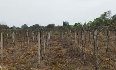 Excelente Terreno Agrícola en Venta