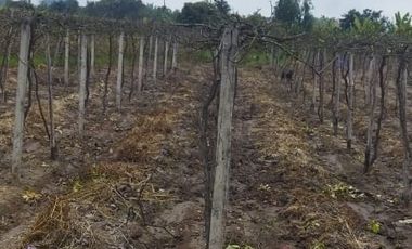 Excelente Terreno Agrícola en Venta
