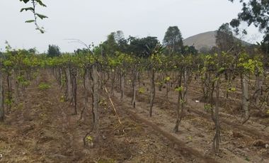 Excelente Terreno Agrícola en Venta