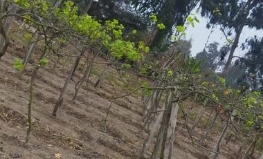 Excelente Terreno Agrícola en Venta