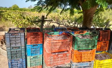 Excelente Terreno Agrícola en Venta