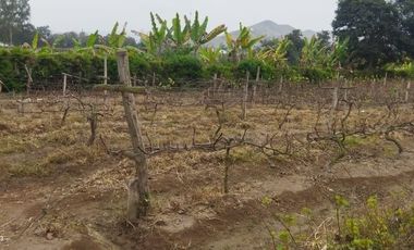 Excelente Terreno Agrícola en Venta