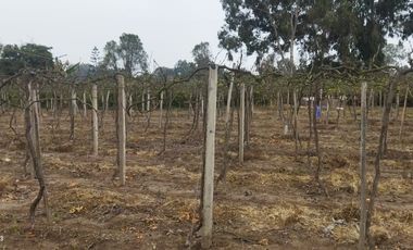 Excelente Terreno Agrícola en Venta