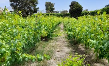 Excelente Terreno Agrícola en Venta