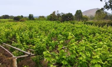 Excelente Terreno Agrícola en Venta