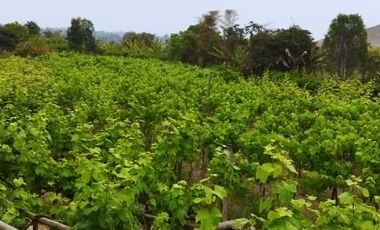 Excelente Terreno Agrícola en Venta