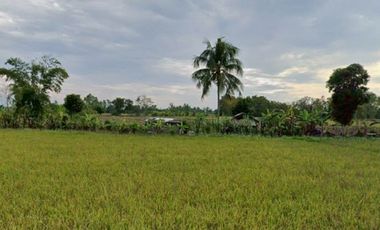 94872 - ขายที่ดิน 11ไร่1งาน 70 ตรว. ต.เวียงเหนือ อ. เวียงชัย จ.เชียงราย เชื่อมต่อเมือง สนามบิน แหล่งท่องเที่ยวได้รวดเร็ว