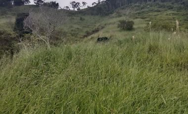 Venta Finca Ganadera y Agricola Gomez Plata Antioquia