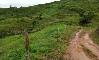Venta Finca Ganadera Lechera Yarumal (El Cedro) Antioquia