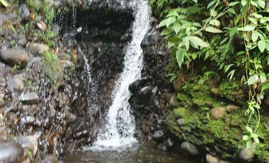 BONITAS FINCAS DE 1 HA EN PEDRO VICENTE MALDONADO - ESCRITURAS AL DÍA.