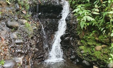 BONITAS FINCAS DE 1 HA EN PEDRO VICENTE MALDONADO - ESCRITURAS AL DÍA.