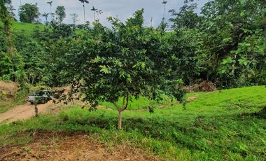 BONITAS FINCAS DE 1 HA EN PEDRO VICENTE MALDONADO - ESCRITURAS AL DÍA.