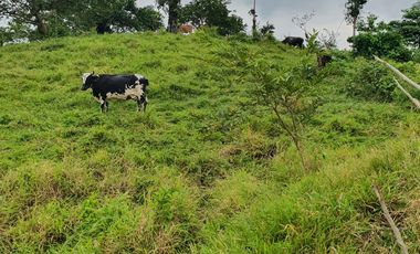 BONITAS FINCAS DE 1 HA EN PEDRO VICENTE MALDONADO - ESCRITURAS AL DÍA.