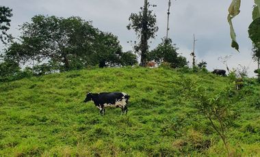 BONITAS FINCAS DE 1 HA EN PEDRO VICENTE MALDONADO - ESCRITURAS AL DÍA.