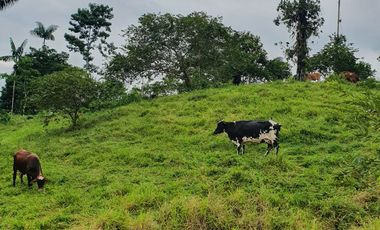 BONITAS FINCAS DE 1 HA EN PEDRO VICENTE MALDONADO - ESCRITURAS AL DÍA.