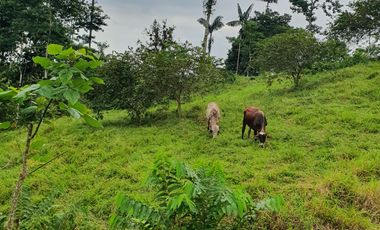 BONITAS FINCAS DE 1 HA EN PEDRO VICENTE MALDONADO - ESCRITURAS AL DÍA.