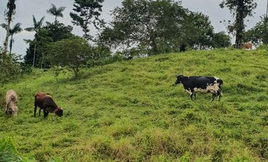 BONITAS FINCAS DE 1 HA EN PEDRO VICENTE MALDONADO - ESCRITURAS AL DÍA.