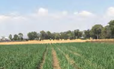 Terreno en venta en Texcoco