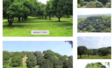 Agricultural property for sale in San Miguel, Bohol