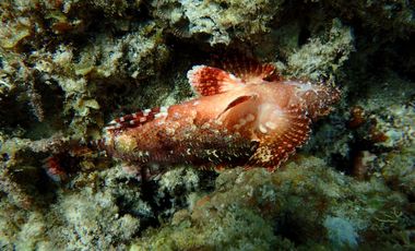 Attractively Priced Newly Built Contemporary Buildings on Glorious Beachfront - TITLED