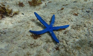 Attractively Priced Newly Built Contemporary Buildings on Glorious Beachfront - TITLED