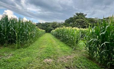 RANCHO EN VENTA, 3 HECTAREAS, COL LAS GARZAS, CINTALAPA, CHIAPAS