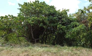 Prime Ridge Lot for Sale with views of Laguna de bay in Forest Farms, Angono, Rizal.