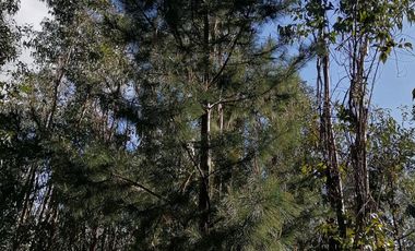 Parcela En Venta En Tabolguén, Cauquenes