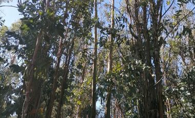 Parcela En Venta En Tabolguén, Cauquenes