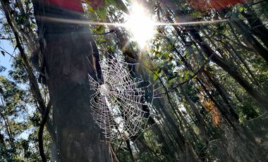 Parcela En Venta En Tabolguén, Cauquenes