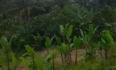 2 Ha Tanah Kebun Untuk Peternakan Ayam, Sarimukti, Cipatat, Bandung Barat.