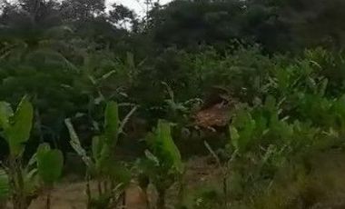 2 Ha Tanah Kebun Untuk Peternakan Ayam, Sarimukti, Cipatat, Bandung Barat.