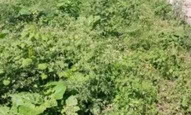 VENTA TERRENO SOBRE CARRETERA PUENTE DE IXTLA A TEHUIXTLA