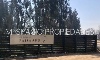 Carampangue- Camino San José - Paisandú