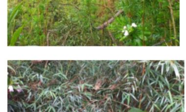 Se vende lote en Altos de Potosi, Guasca