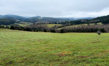 Campo de 109 hectáreas en La Unión, Loncotregua – Región de Los Ríos