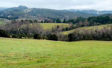 Campo de 109 hectáreas en La Unión, Loncotregua – Región de Los Ríos