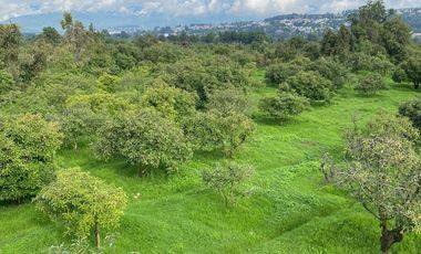 HERTA DE AGUACATE EN ZITZCUARO, DE 8 HECTAREAS, DE 25AÑOS DE EDAD