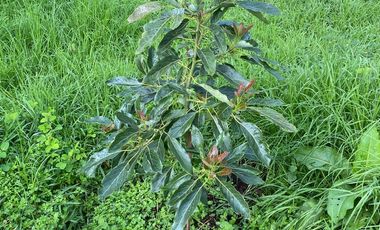 HERTA DE AGUACATE EN ZITZCUARO, DE 8 HECTAREAS, DE 25AÑOS DE EDAD