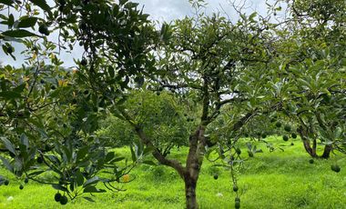 HERTA DE AGUACATE EN ZITZCUARO, DE 8 HECTAREAS, DE 25AÑOS DE EDAD