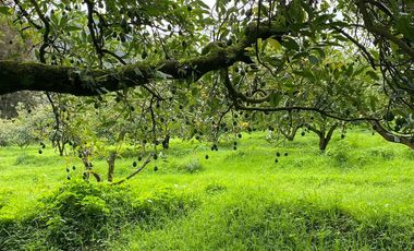 HERTA DE AGUACATE EN ZITZCUARO, DE 8 HECTAREAS, DE 25AÑOS DE EDAD