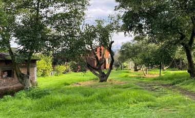 HERTA DE AGUACATE EN ZITZCUARO, DE 8 HECTAREAS, DE 25AÑOS DE EDAD