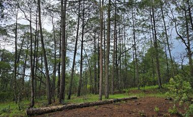 Terreno con barda en Venta en Quinta Andrea, Huasca de Ocampo – 1,000 m²