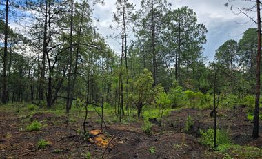 Terreno con barda en Venta en Quinta Andrea, Huasca de Ocampo – 1,000 m²