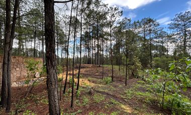 Terreno con barda en Venta en Quinta Andrea, Huasca de Ocampo – 1,000 m²