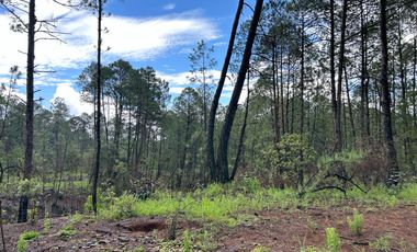 Terreno con barda en Venta en Quinta Andrea, Huasca de Ocampo – 1,000 m²