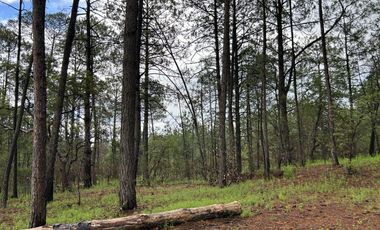 Terreno con barda en Venta en Quinta Andrea, Huasca de Ocampo – 1,000 m²