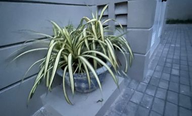 7 Pearl Drive, Emerald Estate Subdivision, Talamban, Cebu City for rent