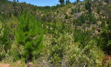 Terrenos con vistas panorámicas a 50 min de Cauquenes - Proyecto Club de Campo Cauquenes