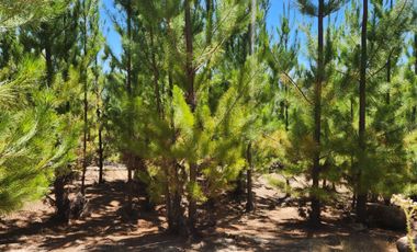 Terrenos con vistas panorámicas a 50 min de Cauquenes - Proyecto Club de Campo Cauquenes